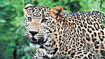 Cases of leopards wandering on Kanakapura Road have increased. The worry is it will increase further when Roerich estate is made a tourist spot.