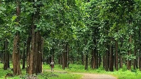 Nilambur teak plantation. Representational image.
