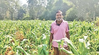 Maize crop in Sundargarh district