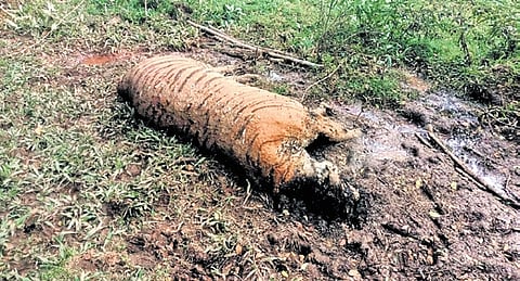 The carcass of a male tiger found in the Hebbe Range of Bhadra Tiger Reserve.