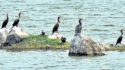 The report highlighted that the combined ecosystem value of 141 wetlands at 2024 prices stands at Rs 8,303.8 crore, while their potential value is Rs 28,214.37 crore.