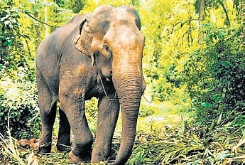 Rogue elephant kills two more in Jharkhand, toll reaches 22 in nine days