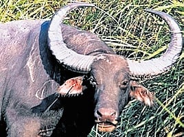 Assam gifts rhinos, cobras to MP, to receive tigers