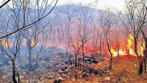 Fire accidents in Nallamala Forest areas. 