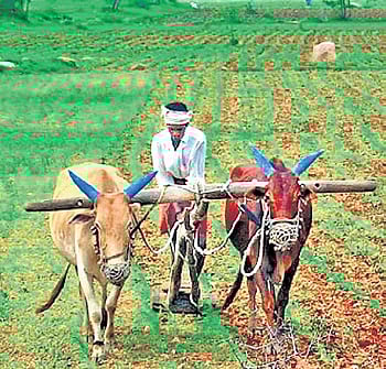 Chhattisgarh's agri sector posts robust growth in 2 years; food grains, pulses stay firm