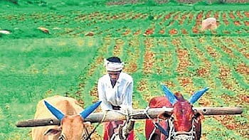 Chhattisgarh's agri sector posts robust growth in 2 years; food grains, pulses stay firm 