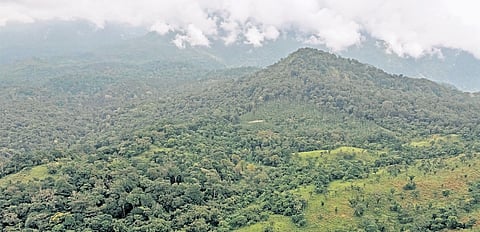 Yellamalai forest block in Nilgiris, which lies close to Mukurthi National Park.