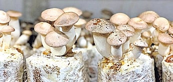 Survivors of domestic violence to be trained in mushroom farming in Bengaluru