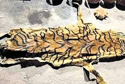 Suspected animal skin resembling a tiger skin.