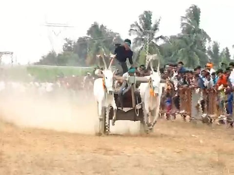 Bullock cart races were banned in 2014 following directions from the Supreme Court of India, dealing a major blow to the popularity of the rural sports festival and sharply reducing tourist footfall. 