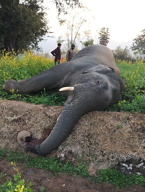 Forest department officials said a detailed investigation is under way to determine the cause of death.