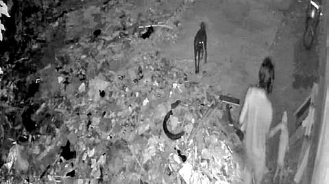 CCTV footage showing the accused Nepal Kiran carrying the puppy while its mother watches helplessly