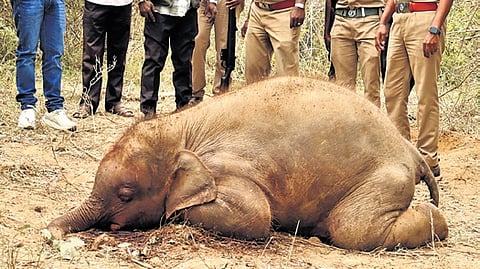 Forest officials arrested a 43-year-old farmer in connection with the death of the female calf.