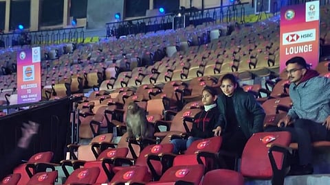 Monkey spotted inside the stadium