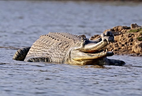 The report offers a glimmer of hope for the gharial.