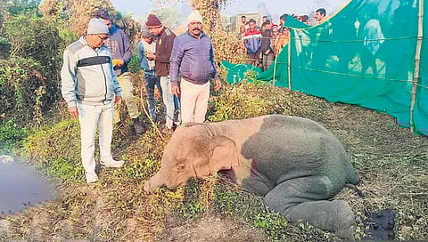 Forest personnel and veterinarians treating the injured elephant 