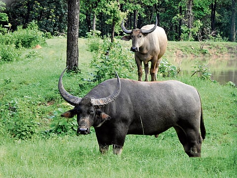 The return of the wild buffaloes 