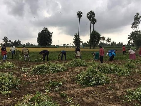 Fields that feed festivals 
