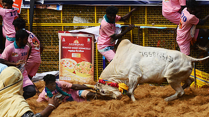 jallikattu