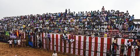The crowd watching the Periya Suriyur jallikattu from the arena on Friday.