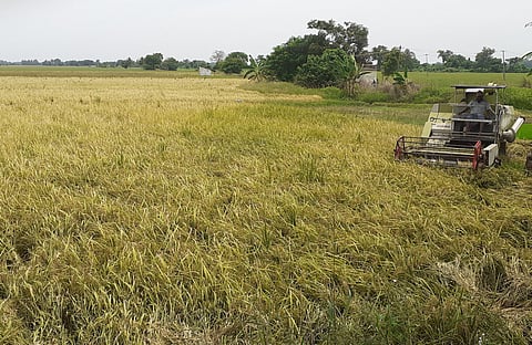 Paddy being harvested in a village in Thanjavur district.