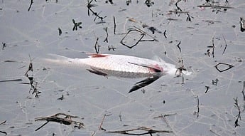 According to morning walkers, around 12 common carp fish were found dead along the edges of the lake. 