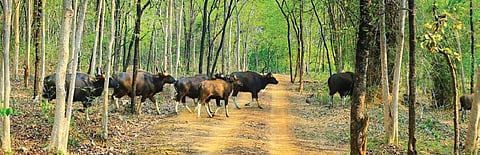 Range-wise data showed 444 gaurs in 31 herds in Kamgaon wildlife range and 404 in 38 herds in Lakhanpur range.