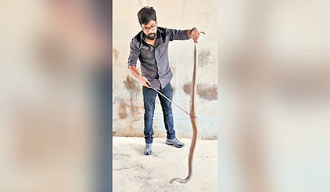 Rescue numbers remain moderate between January and March, rise during the hot pre-monsoon months of April and May, and peak from June to September as flooding forces snakes out of their shelters.