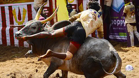 A participant taking on a bull at the renowned Alanganallur jallikattu in Madurai district on Saturday as part of Pongal celebrations.