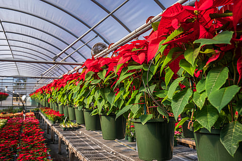 Designer indoor plants: The professional’s picks for modern Indian interiors