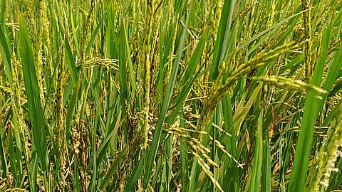 Representative image