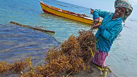 A woman collects seaweed in the waters off the coast of Rameswaram