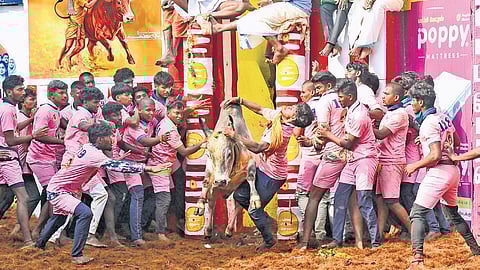 Over the years, bulls, including guru (above), trained by Keerthana have won over 500 times at jallikattu events, including Avaniyapuram, Palamedu & Alanganallur 