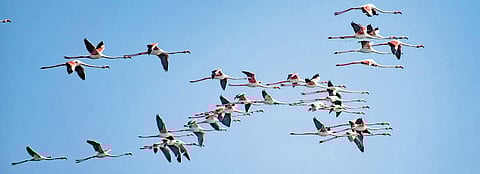 Migratory bird count rises slightly at Bhitarkanika National Park in 2026