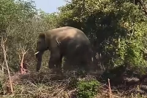 Video grab of the elephant in Nuagaon