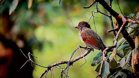 A thousand flights in the Himalayan sky