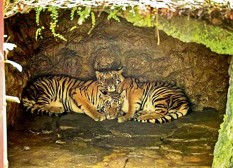 Orphaned cubs to iconic big cats:  
India’s 1st tiger rewilding centre earns its stripes