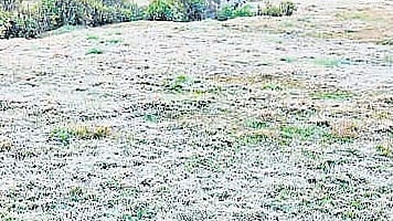  An official at a private tea company in Munnar noted that the hill station’s winter pattern has changed over the years. 