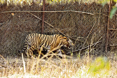 Tiger tourism at crossroads, Karnataka govt must act decisively
