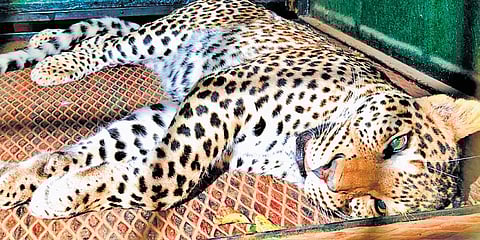 Forest officials successfully captured the leopard believed to have killed a devotee near MM Hills.