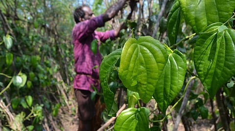 Betel leaf farmer image used for representation purposes only.