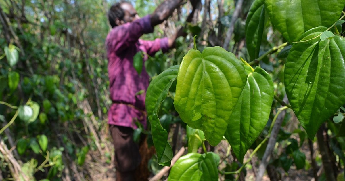 Betel leaf farmers in TN's Paramathi Velur renew demand for dedicated research centre