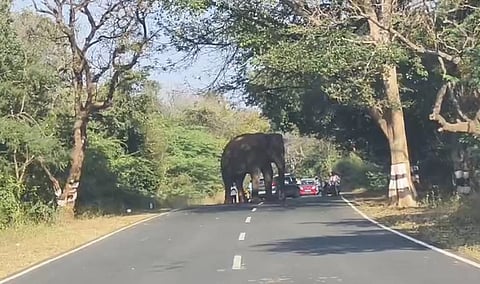 A screen grab of an elephant which had stopped in the roads between Madame and Hogenakkal.