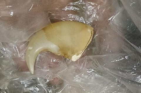  Atmakur forest officials seized a tigers nail and arrested two persons on Friday. 