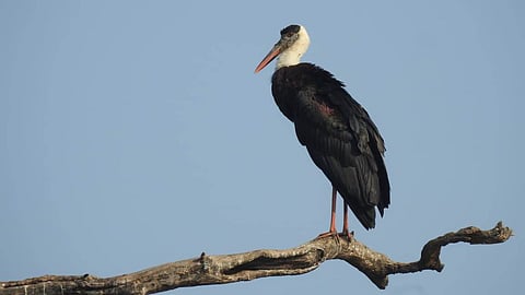 Woolly necked stork.