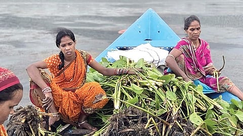 Women plucking hyacinth weeds from the lake.