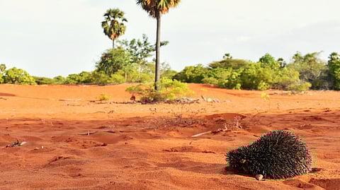 The Tamil Nadu government has recently allocated Rs 20.5 lakh for the Conservation of Endangered Species – Madras Hedgehog during the financial year 2025–26.