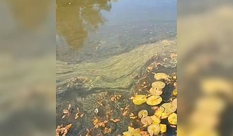 Dead leaves and silt clogging along the banks of Star lake in Kodaikanal Municipality in Dindigul district.