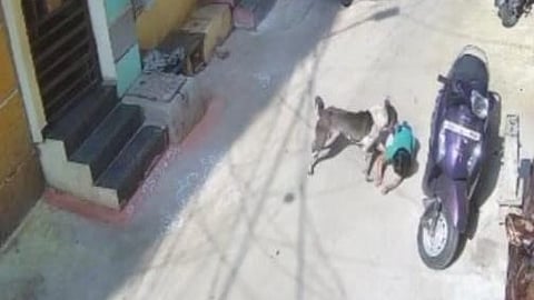 CCTV visuals of the dog attacking the girl.