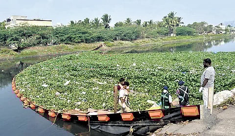 Water hyacinth and plastic waste accumulated at the trash barrier installed in the Buckingham Canal at Vettuvankeni.